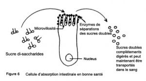 cellule d'absorption, villosite, villi, micro villi, micro villosité, absorption des nutriments, cellule intestin
